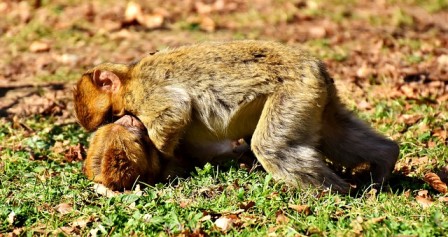 monkeys playfighting