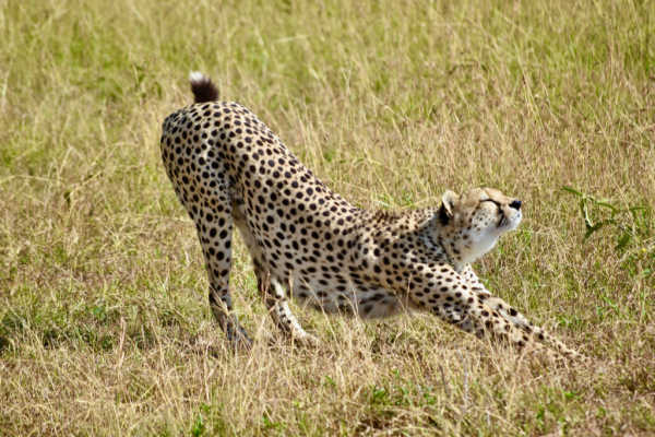 leopard stretching