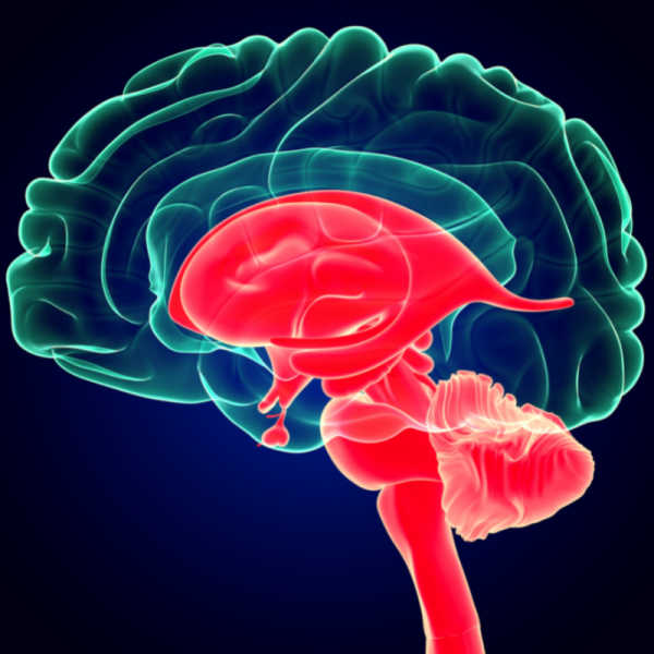 limbic system reptilian brain