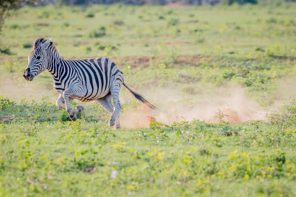 running zebra